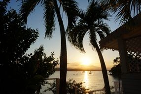 sunset over palm trees