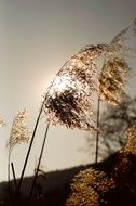 Reed against the sunlight