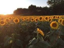 Sunflowers Field Sunset