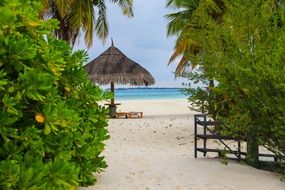 sandy beach on the Tropical Island with plants