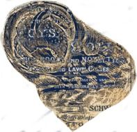 Snail Caracol Seashell Sea