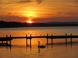 mesmerizing Swan at sunset