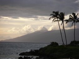 palm trees on hawaiian beach