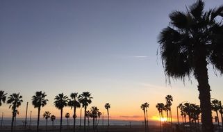 promenade with palm trees in the sunset