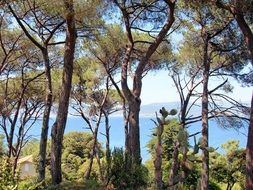 trees in ajaccio bay in france