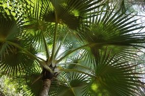 bottom view of palm tree branches