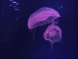jellyfish in the waters of dubai