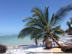 green palm on the coast of costa rica