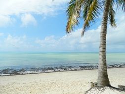 palm tree on the sandy coast of the ocean