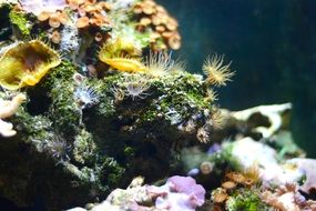 sea anemones on corals, underwater world