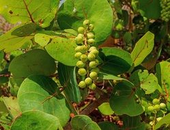 Picture of the coccoloba uvifera