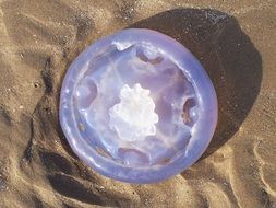 Large Jellyfish
