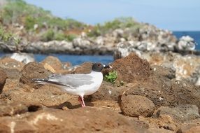 Galapagos gull on a rocky shore near the water