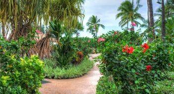 bright scenic vegetation in Hawaii