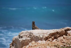 Iguana on Rock at ocean, mexico, cancun