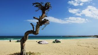 Beach Sand Tree