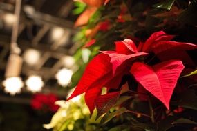 poinsettia as a christmas decoration