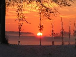 wonderful Winter Trees