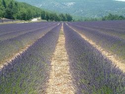 Lavender Field,France