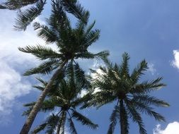 green palm trees under blue sky in summer