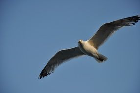 seagull in flight close up