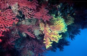 gorgonaria is a species of coral