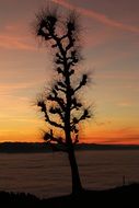 fluffy tree on the shores of Lake Constance at sunset