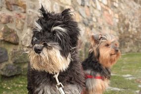 two snauzer with collars