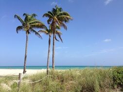 three palm trees on a hollywood beach in florida