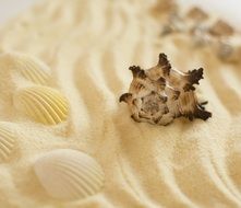 Sea shells on a sand