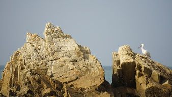 white heron on a cliff by the sea