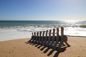 huge bone on a sandy beach in portugal