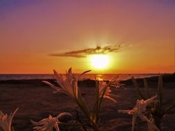 splendid Flowers Sunset