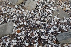 Colorful Mussels and stones on a ground