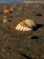 tiger shell on the sand