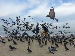 flying Doves and Pigeons on Beach