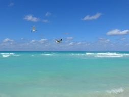 Seagull Cuba Beach