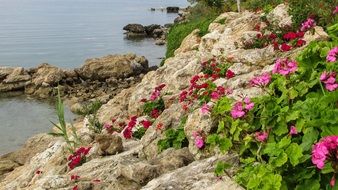 colorful flowers on the rocky coast in Protaras