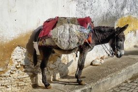 Donkey near the wall in Morocco
