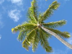 Palm tree crown at blue sky