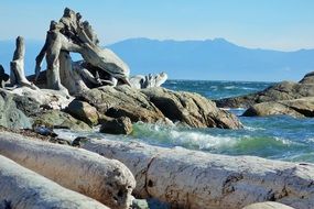 driftwood on the ocean beach on a sunny day