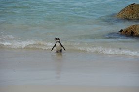 penguin on a beach near the rocks in south africa