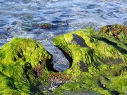 Beach Erosion Algae