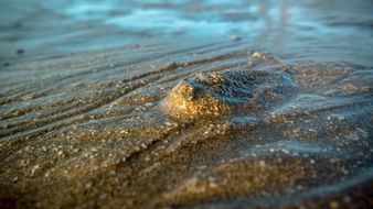 Picture of Grains Of Sand and water