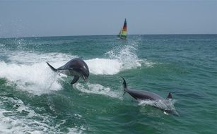 blue dolphins jump in the water