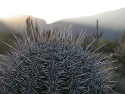 macro view of Cactus in Desert