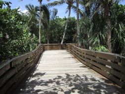 wooden bridge among palm trees in a park in West Palm Beach