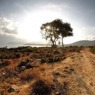 Tree on a coast in Crete in Greece