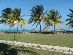 green palm trees on the beach