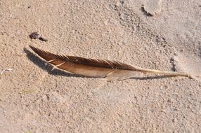 brown feather of a bird on the beach